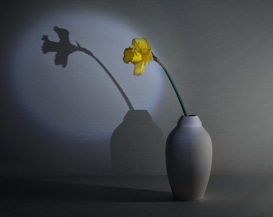 Still Life Photograph - Daffodil by John-mei Zhong
