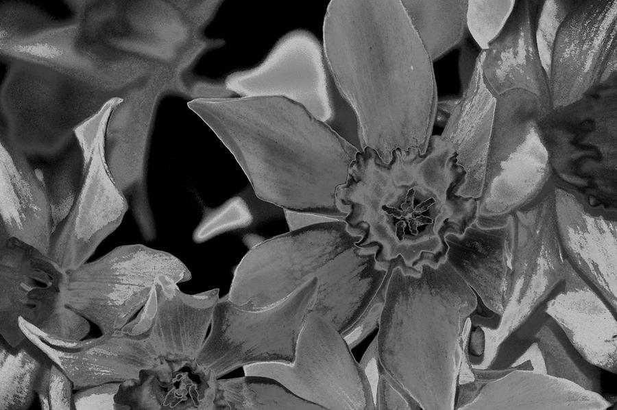 Daffodil NBR 10 BW Photograph by Lesa Fine