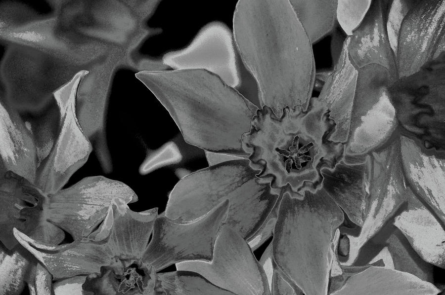 Daffodil NBR 10 BW by Lesa Fine Daffodil NBR 10 BW by Lesa Fine