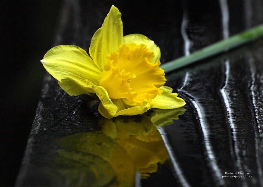 Daffodil On Deck  Photograph by Richard Thomas