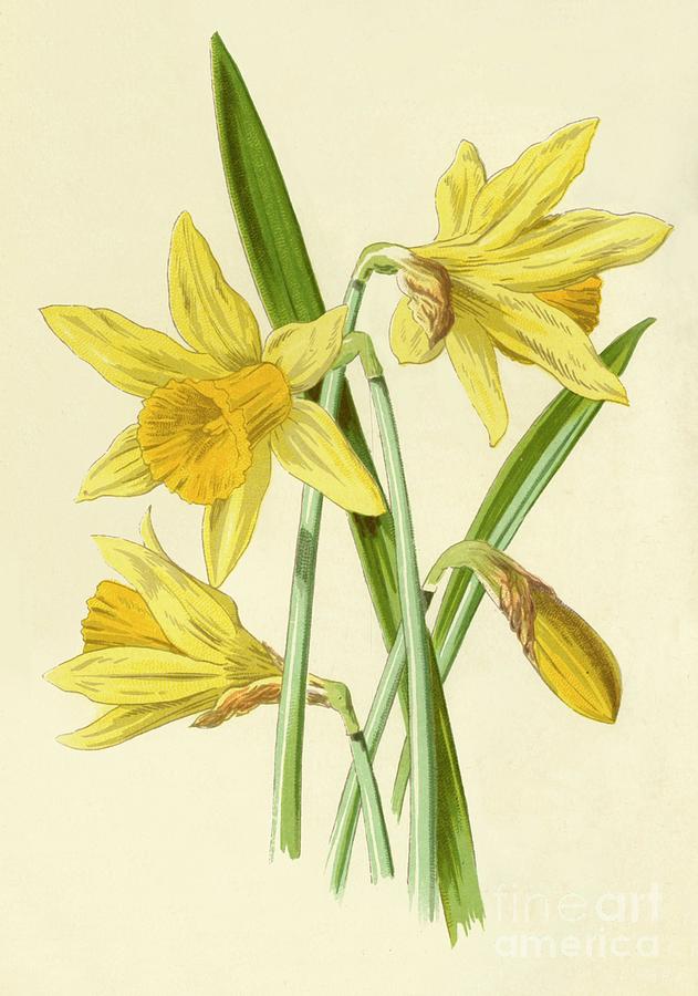Daffodil Drawing by Print Collector Fine Art America