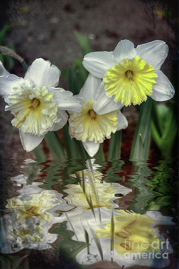 Daffodil Reflections Photograph by Elaine Teague