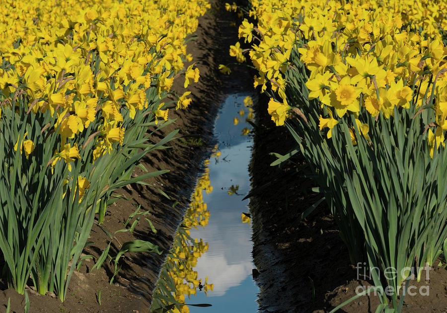 Daffodil Reflections Photograph