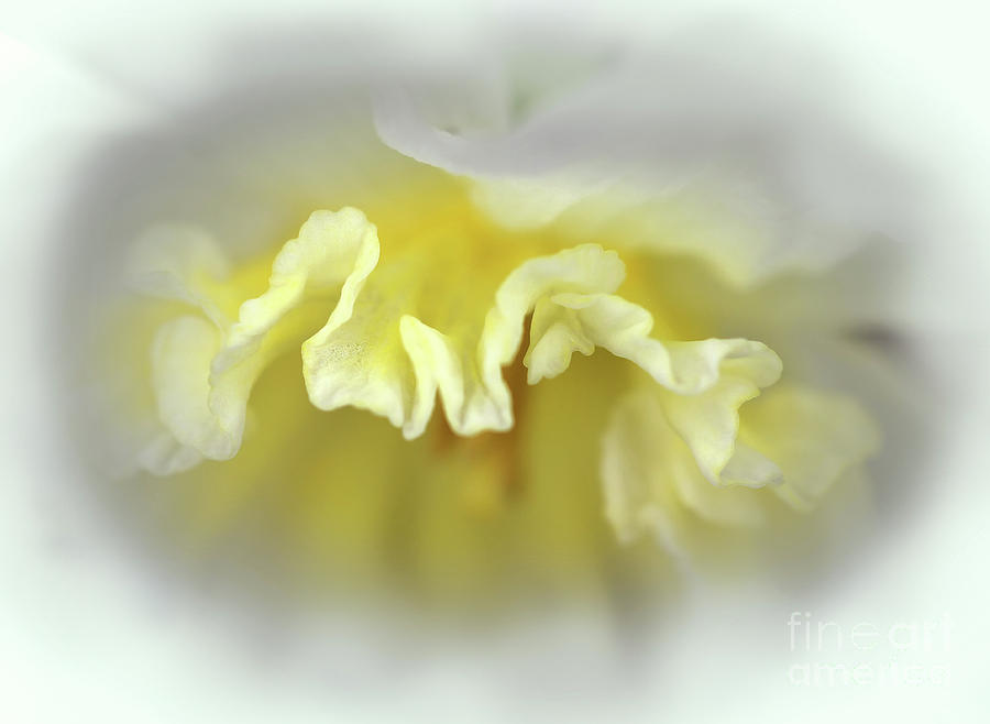 Daffodil Ruffle Photograph by Karen Adams