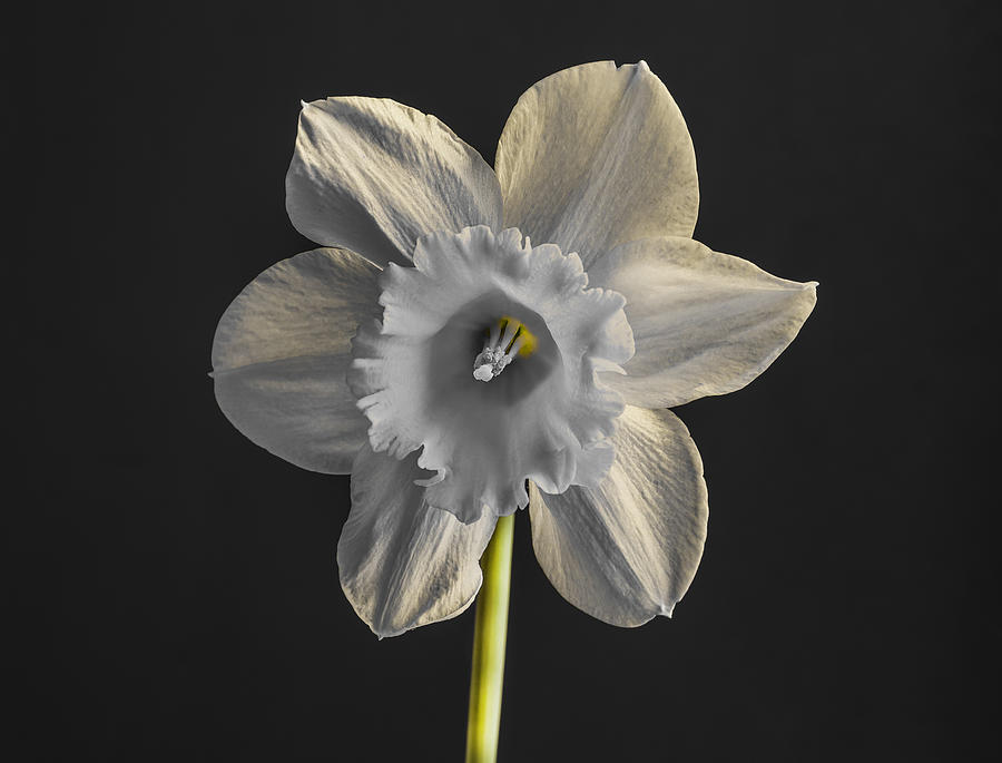 Daffodil Selective Green Photograph