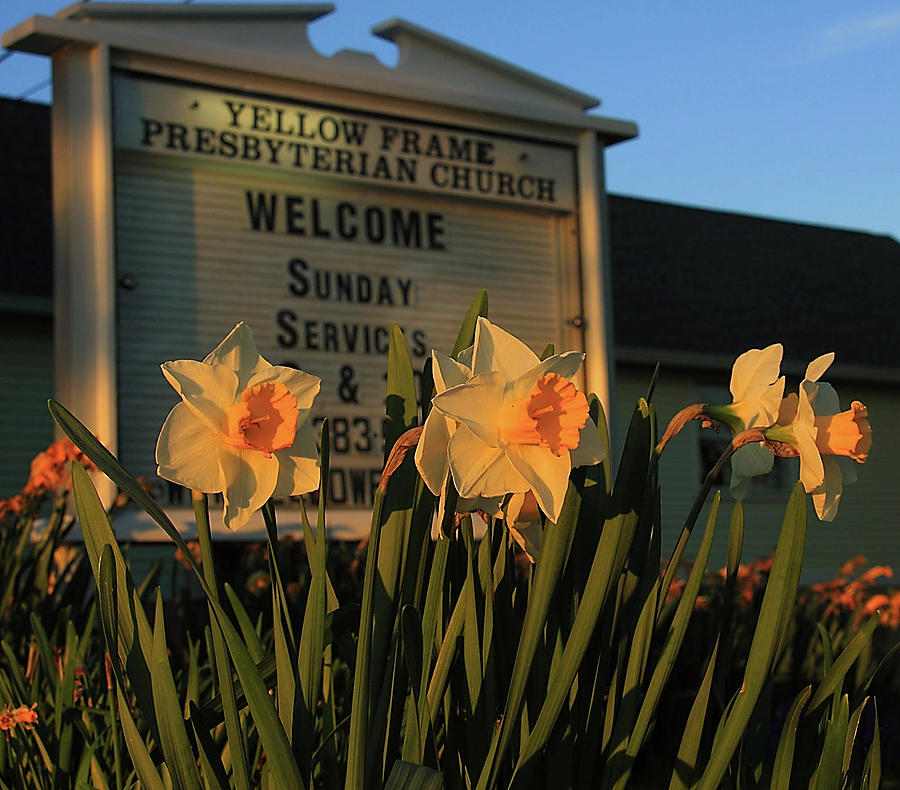 Daffodil Sign Photograph by Michael Nelms Fine Art America