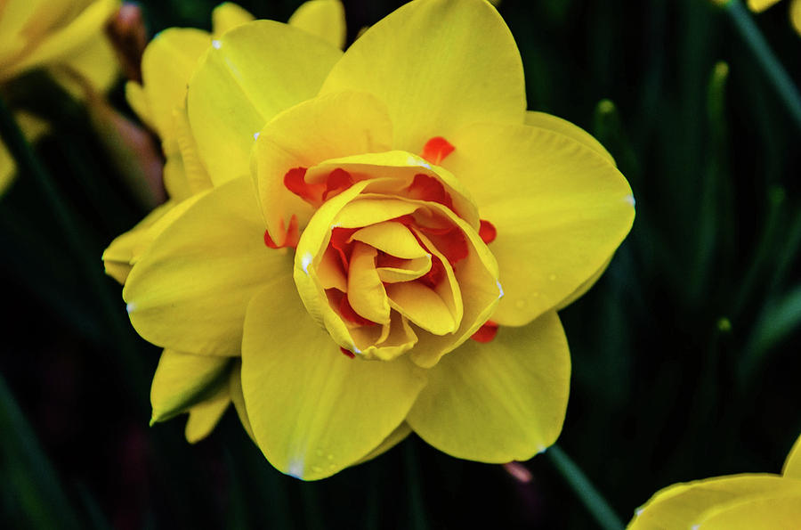 Daffodil Photograph by Synda Whipple