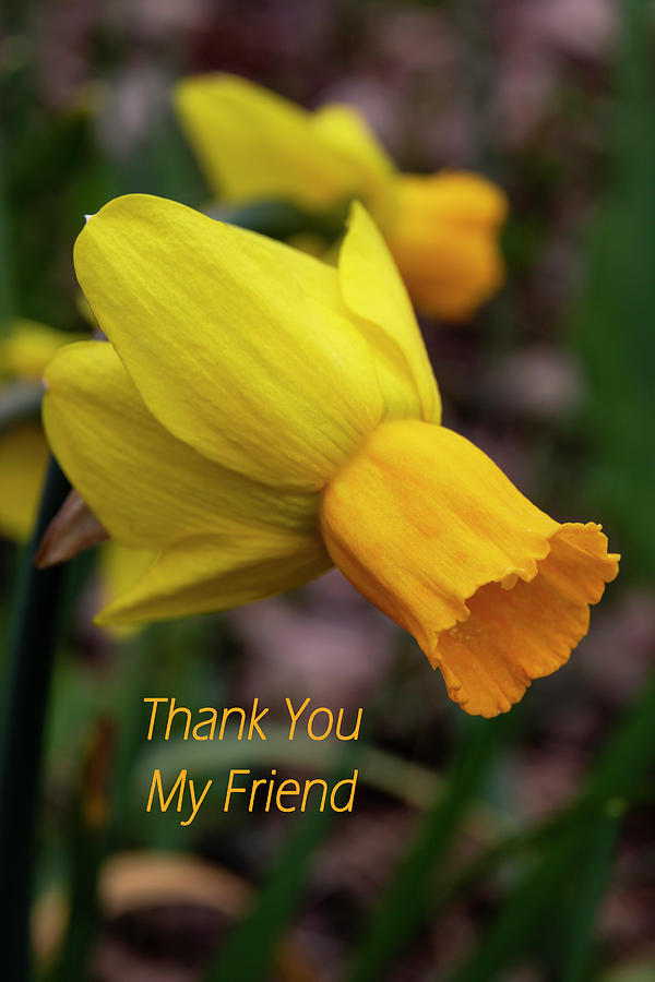 Daffodil Thank You Photograph by Norma Brandsberg