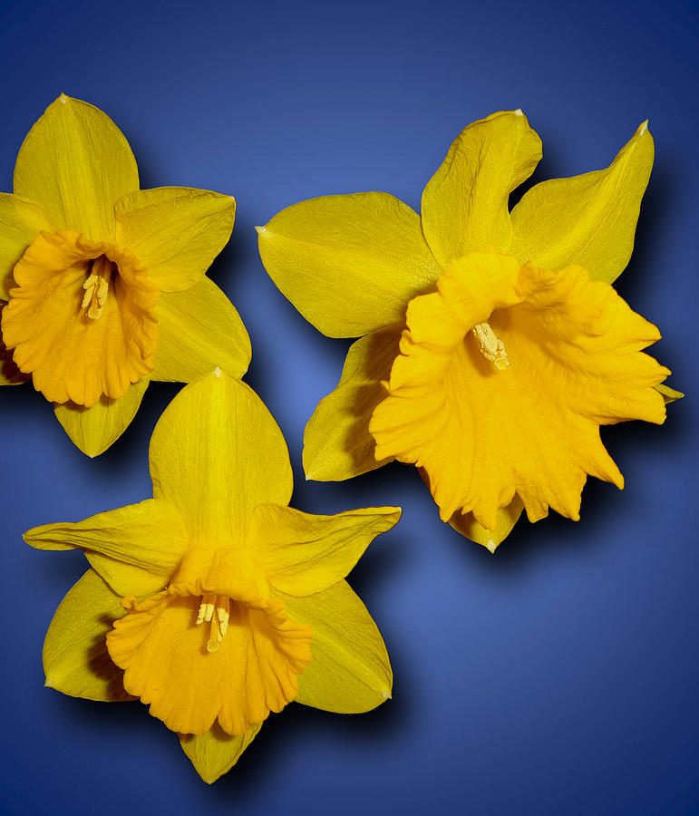Daffodil Trio Photograph by Tara Hutton
