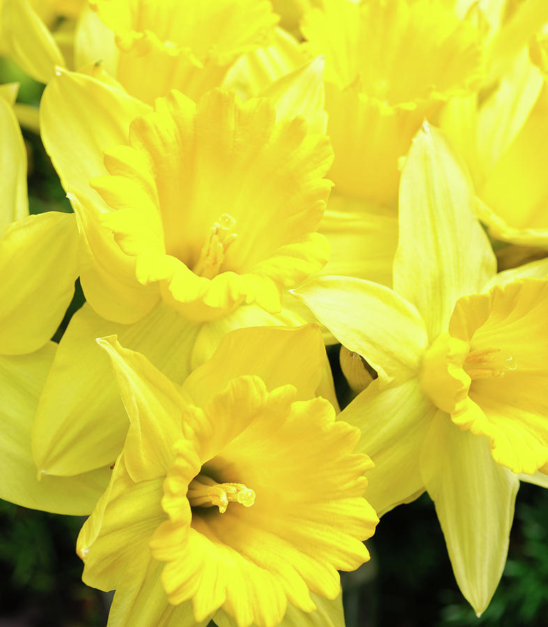 Daffodil Yellow Photograph by Earleliason