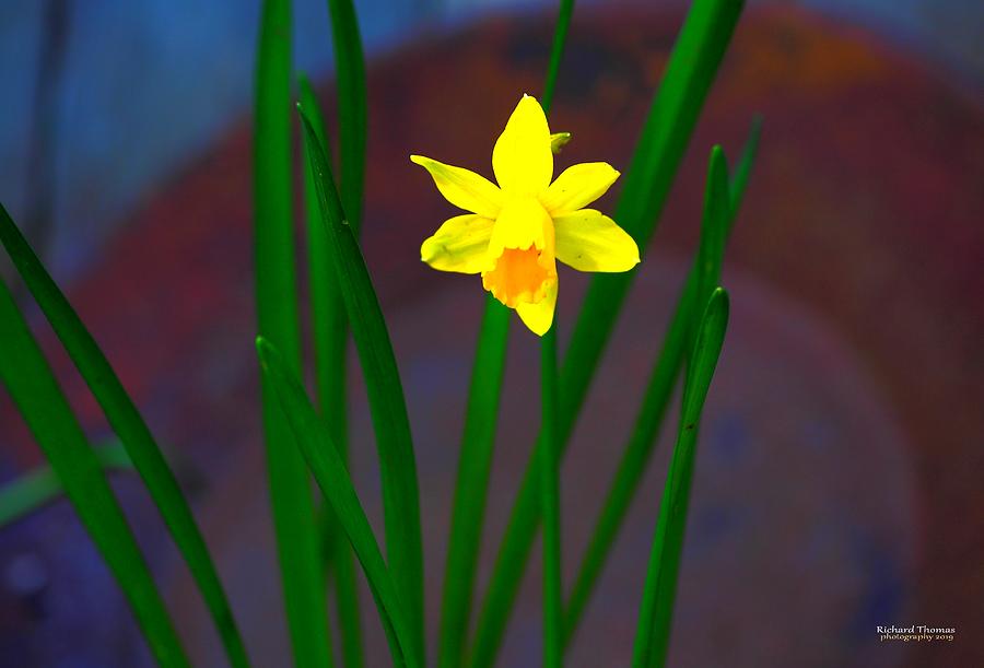 Daffodil Yellow Miniature Photograph by Richard Thomas