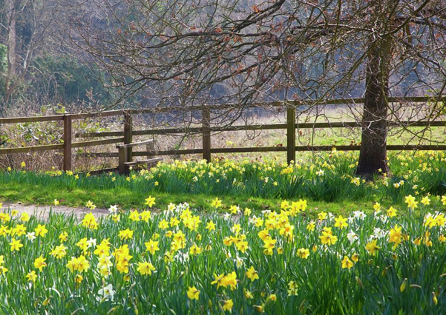 Daffodils Alongside A Footpath Photograph by Nigel Burkitt