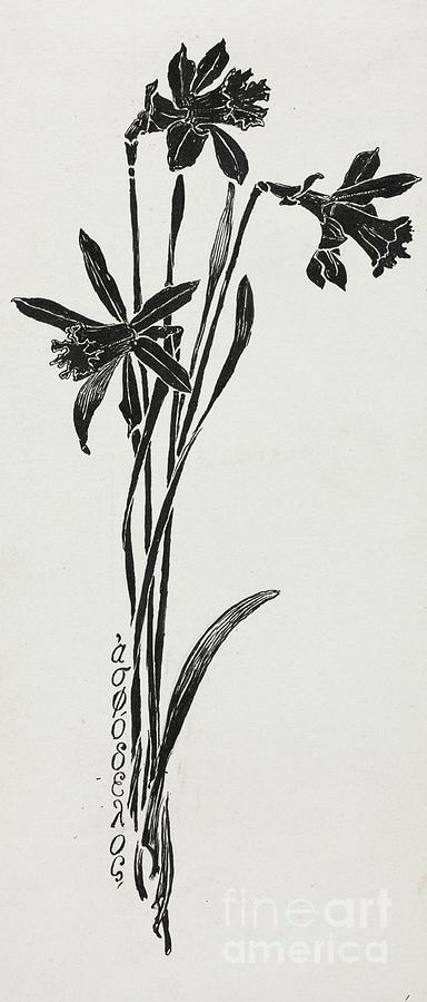 Daffodils. Creator Harry Fenn American Drawing by Heritage Images