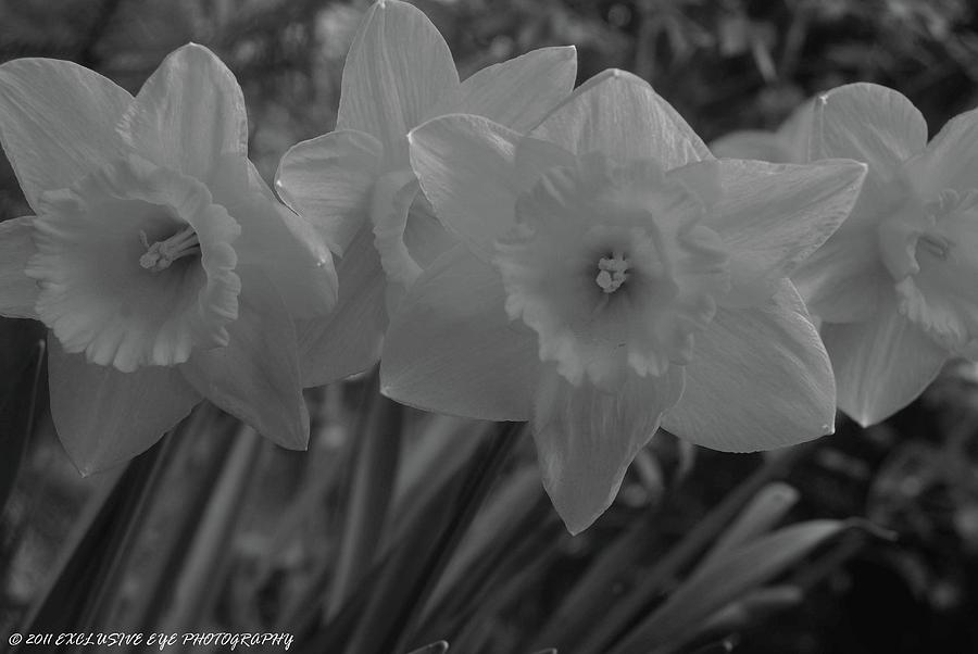 Daffodils Photograph by Ee Photography