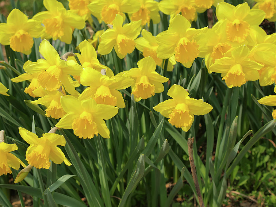 Daffodils Photograph by Goranstimac