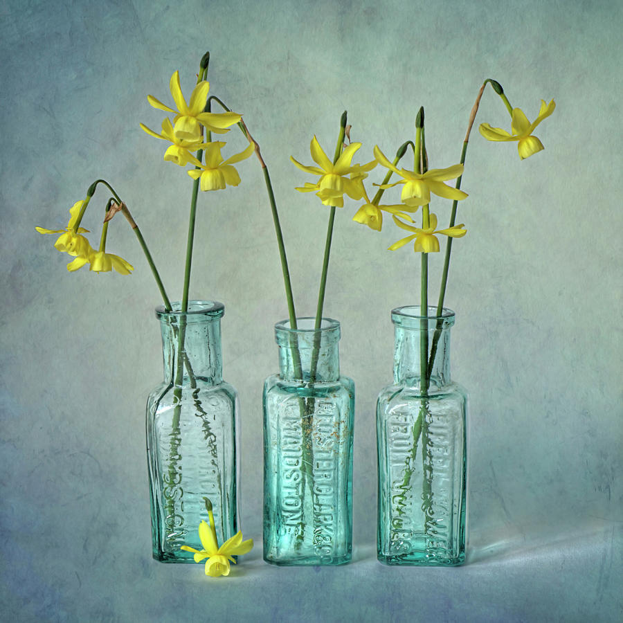 Daffodils In Three Glass Bottles Photograph by Jacky Parker Photography