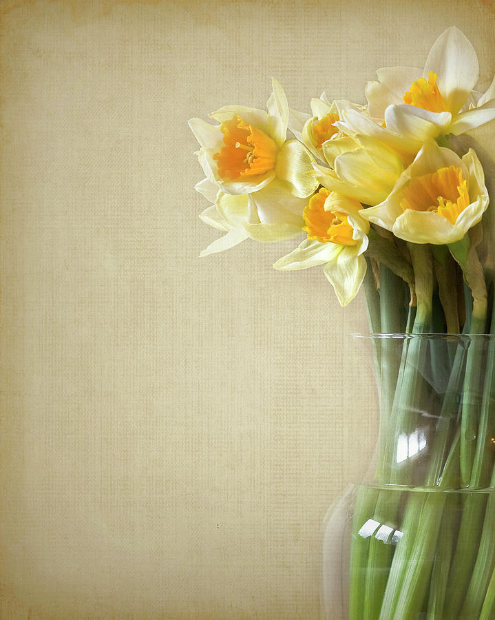 Still Life Photograph - Daffodils In Vase by Jody Trappe Photography