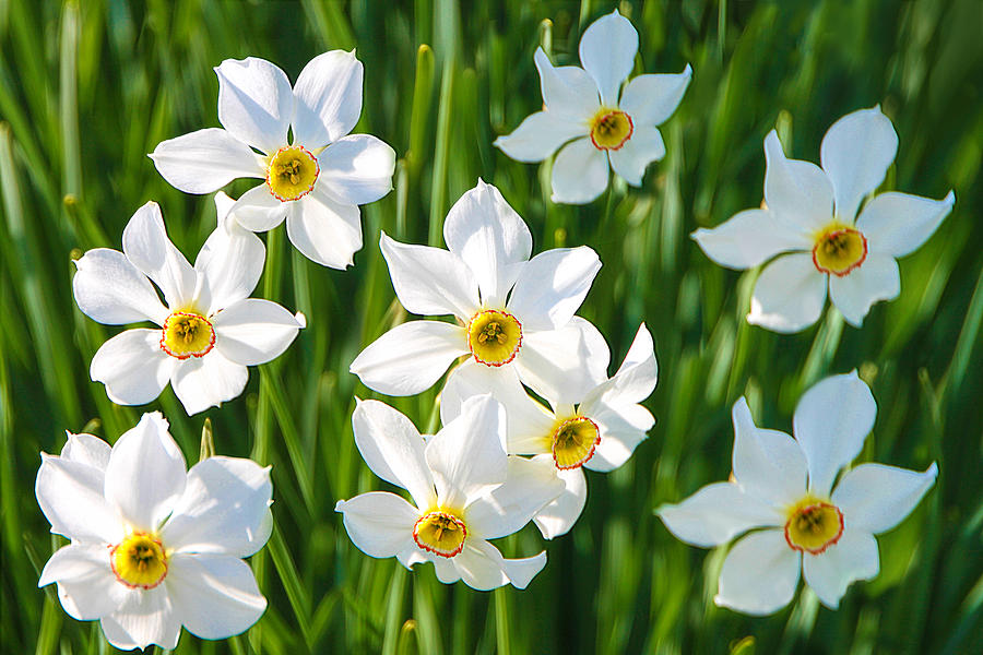 Field of White Daffodils Photograph by Isabela and Skender Cocoli | Pixels