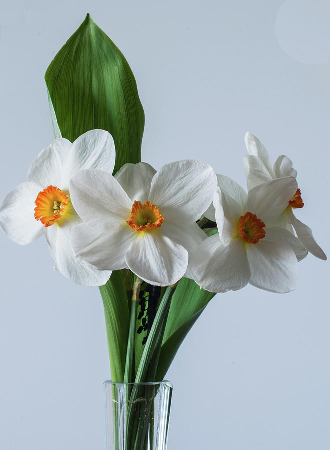 Daffodils by Jarmo Honkanen Daffodils by Jarmo Honkanen