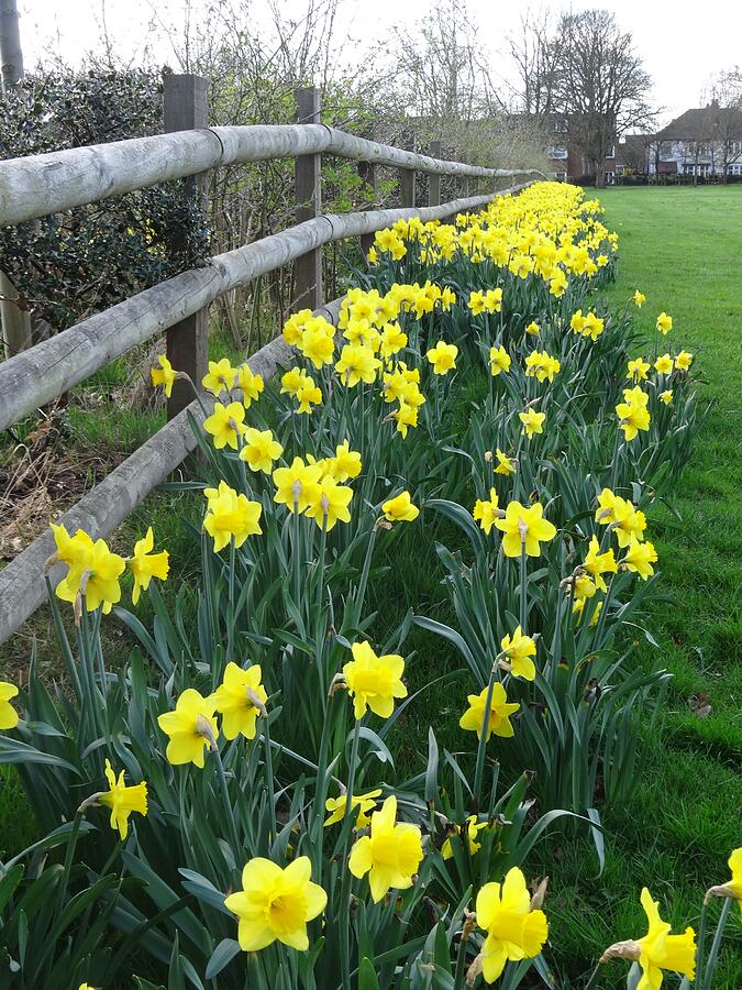 Daffodils by June Walker Daffodils by June Walker