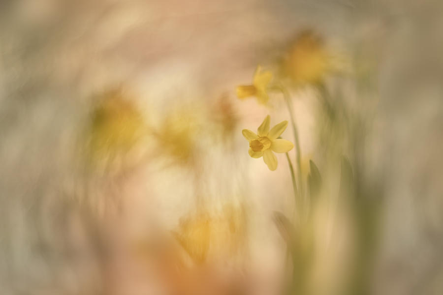 Spring Photograph - Daffodils by Nel Talen
