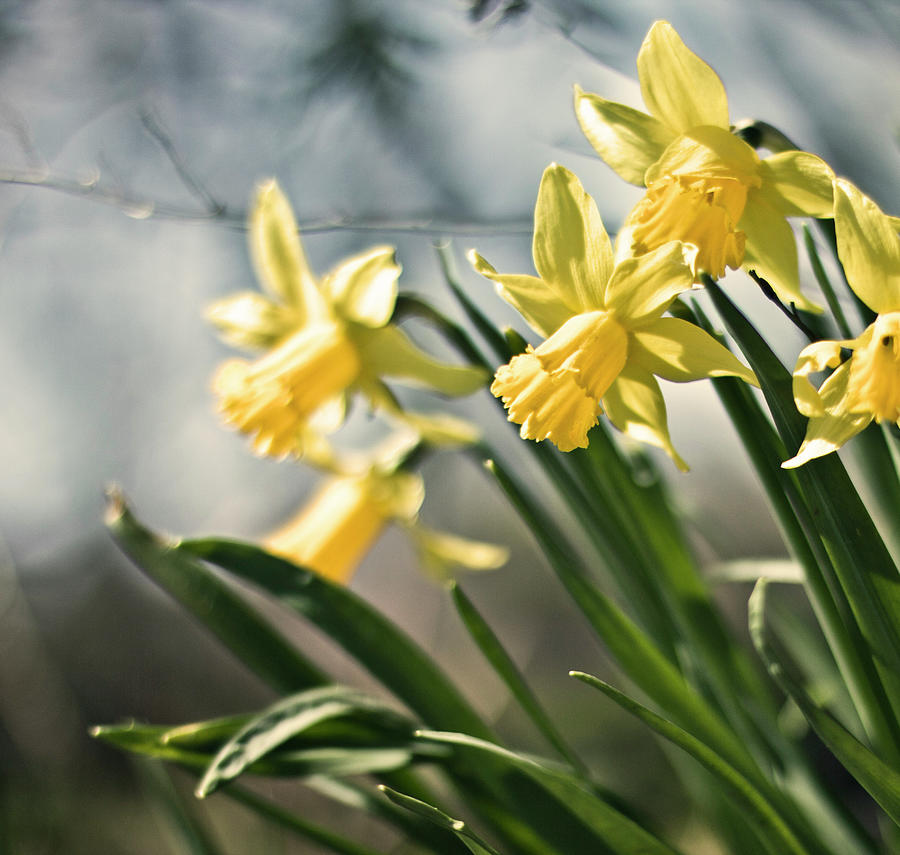 Daffodils Photograph by Olga Tremblay