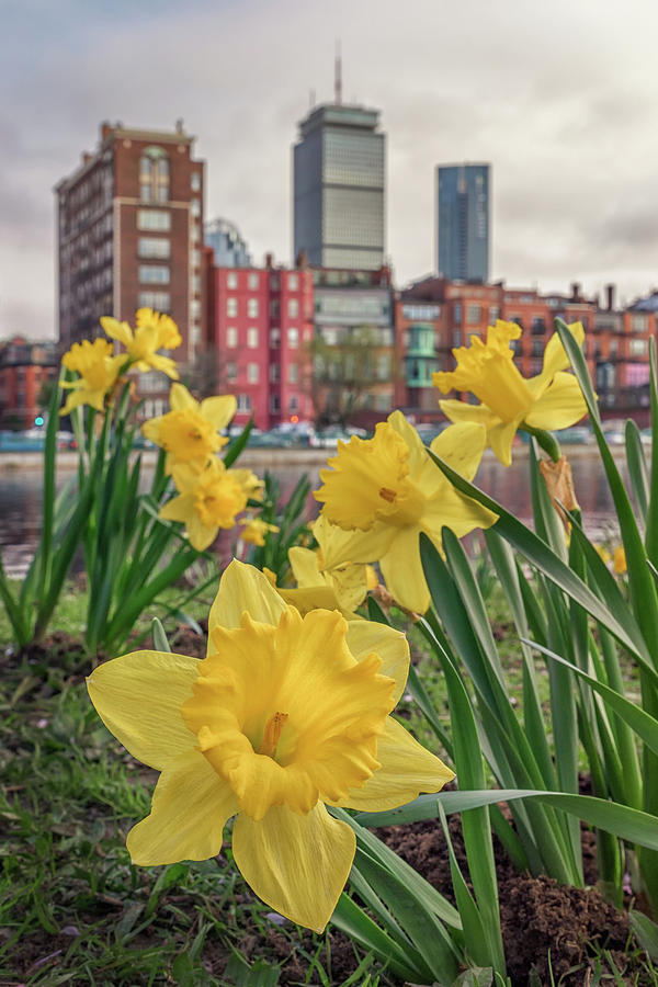 Daffodils on the Charles River Esplanade Photograph by Kristen Wilkinson