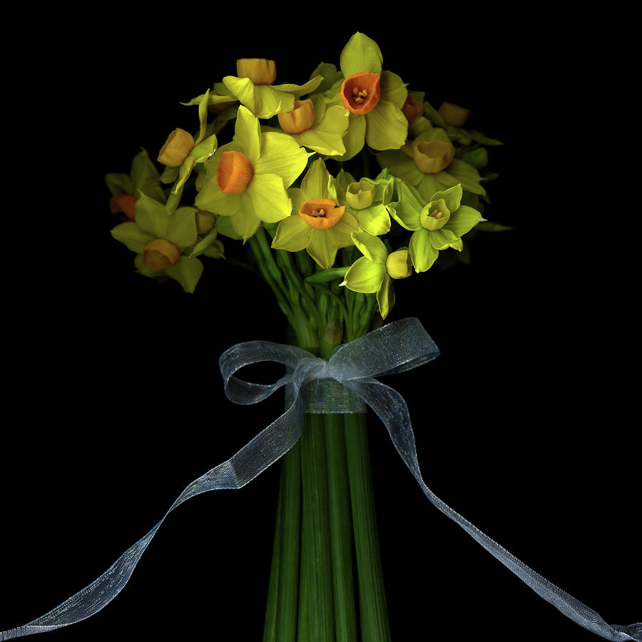 Daffodils Photograph by Photograph By Magda Indigo