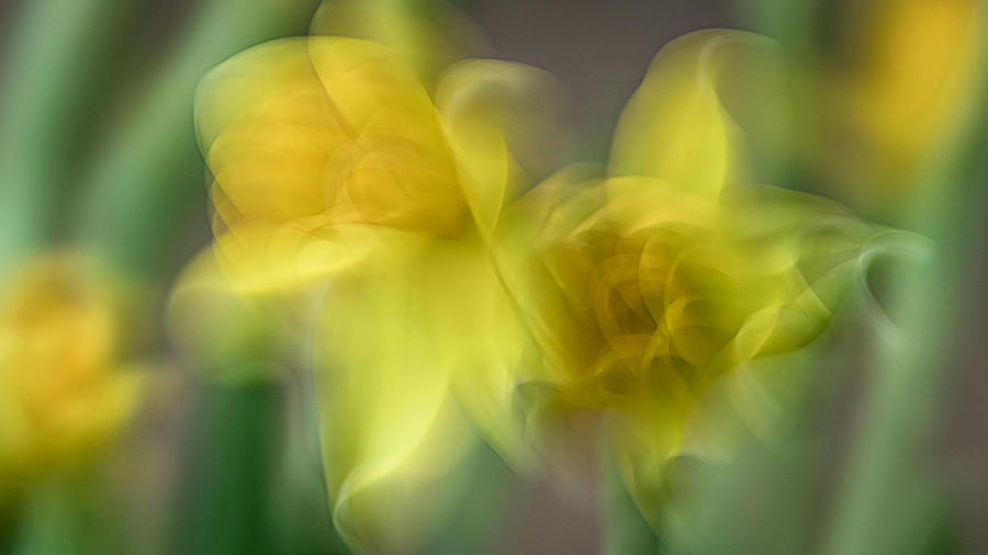 Flowers Still Life Photograph - Daffodils by Roswitha Stelzer