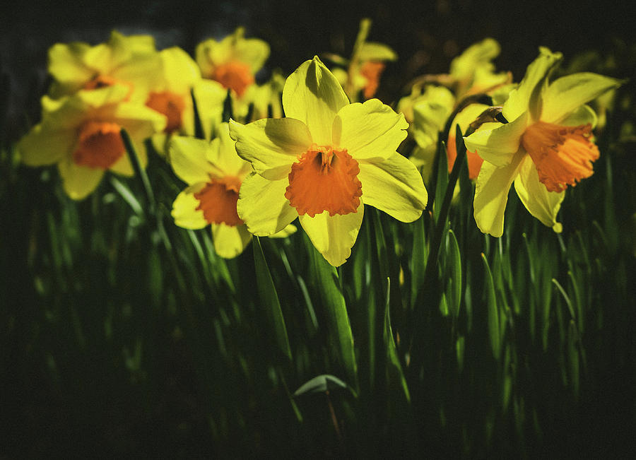 Daffodils by Steve Stanger Daffodils by Steve Stanger