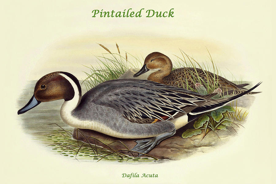 Dafila Acuta - Pintailed Duck Painting by John Gould