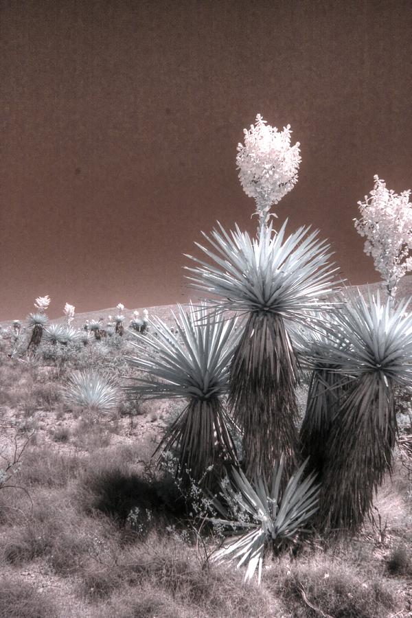 Dagger Flat Yucca Big Bend Texas Photograph by Jane Linders