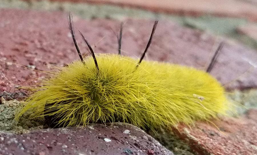 Dagger Moth Caterpillar  Painting by Ally White