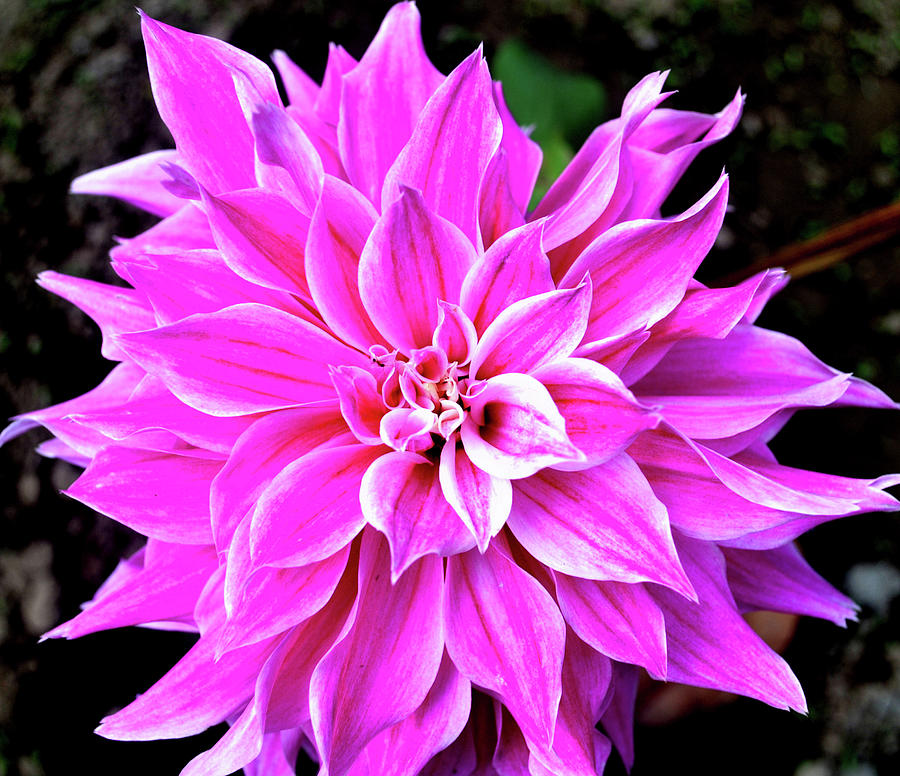 Dahlia -3 From My Garden Photograph by Anand Swaroop Manchiraju