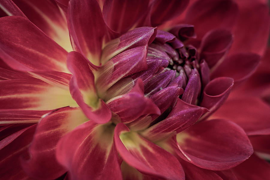 Dahlia 5134 Photograph by Jason Champaigne - Fine Art America