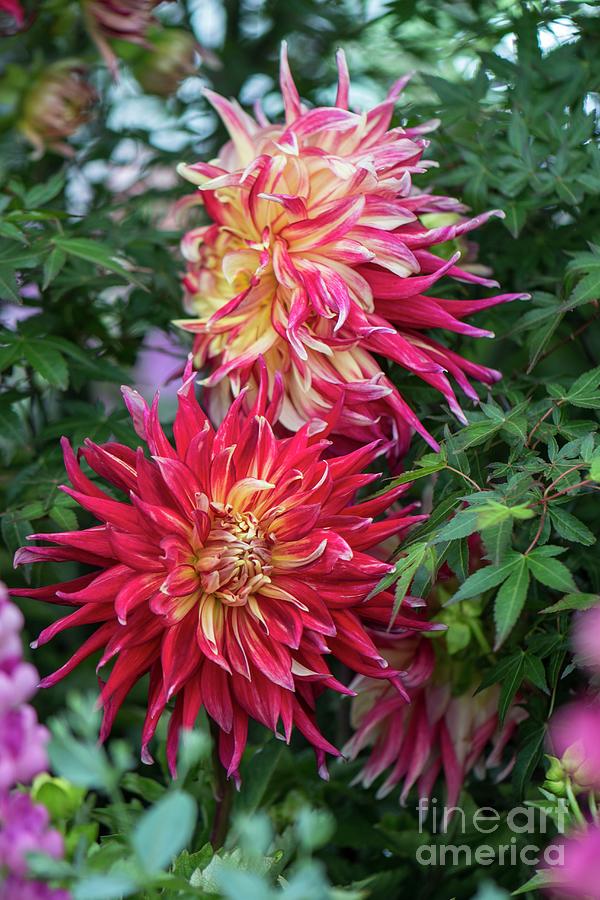 Dahlia 'akita' Photograph by Adrian Thomas/science Photo Library - Fine