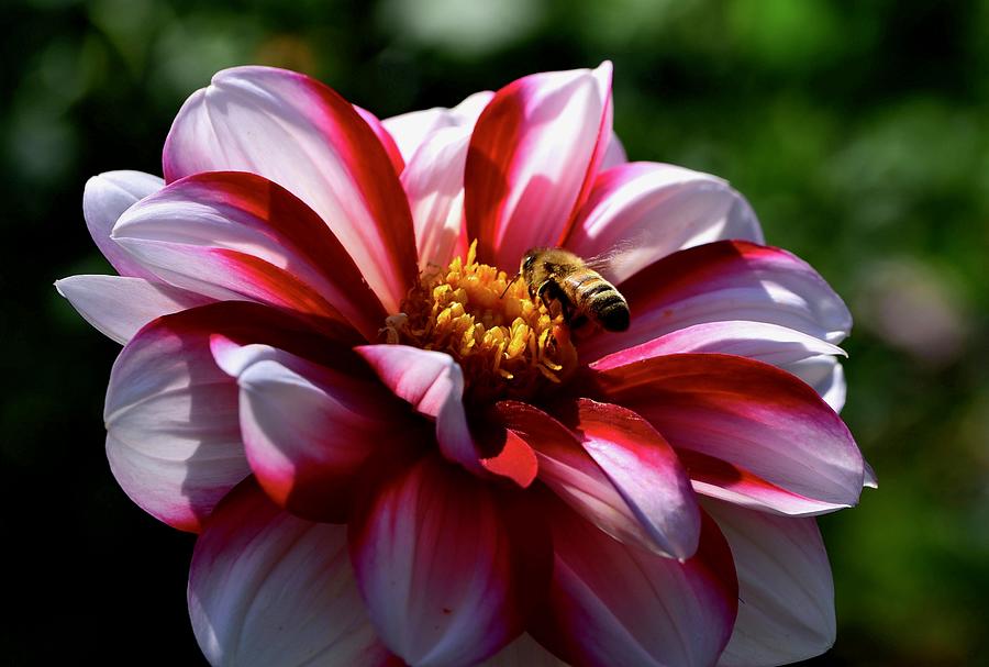 Dahlia and bee Photograph by Lynn Hunt