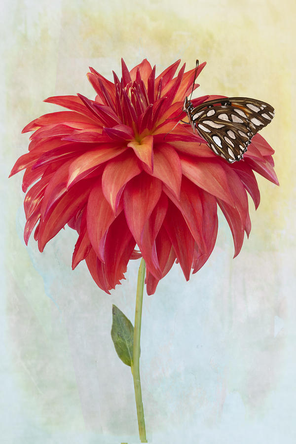 Dahlia Bloom And A Butterfly Photograph by Linda D Lester