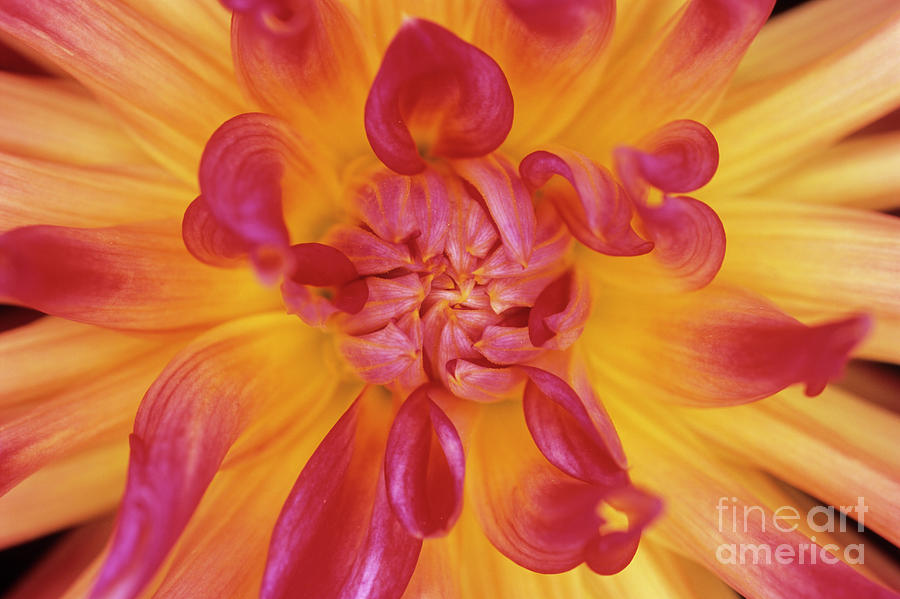 Dahlia 'bora Bora' Flower Photograph by Jane Sugarman/science Photo ...