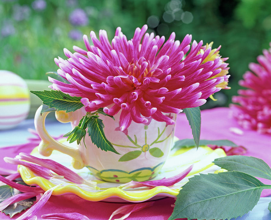 Dahlia cactus Dahlia Blossoms In Painted Cup, Petals Photograph by Friedrich Strauss