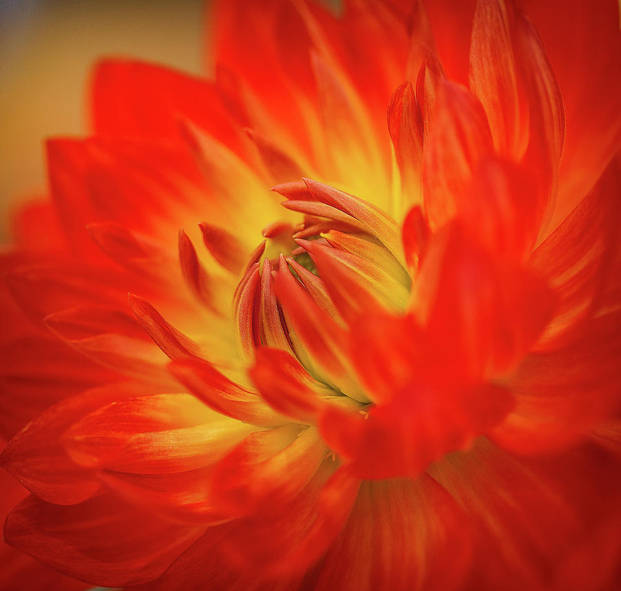 Dahlia Photograph by Carole Debeer - Fine Art America