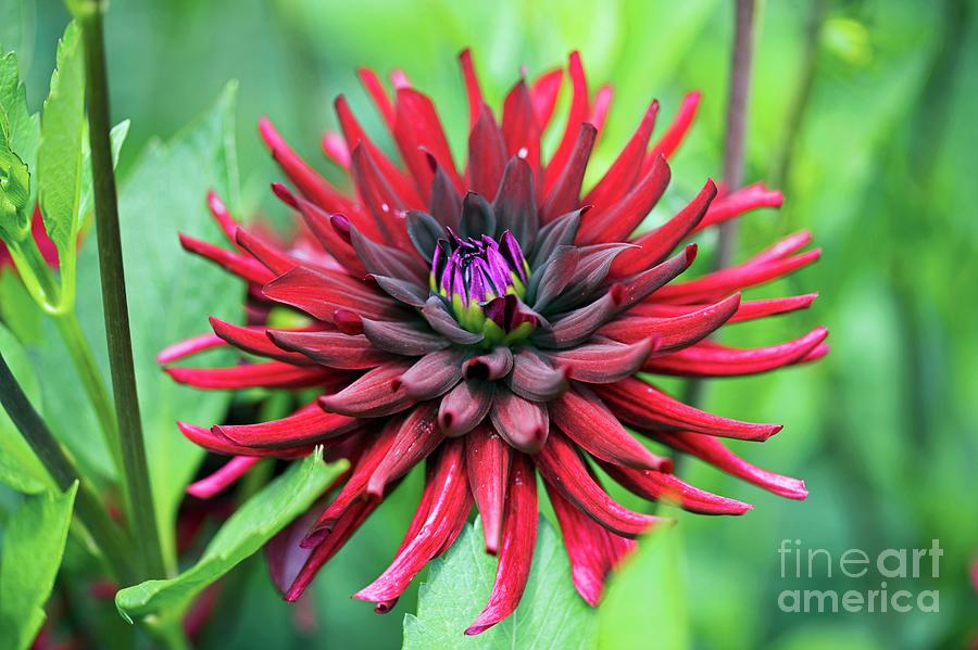 Dahlia chat Noir Photograph by Dr Keith Wheeler/science Photo Library