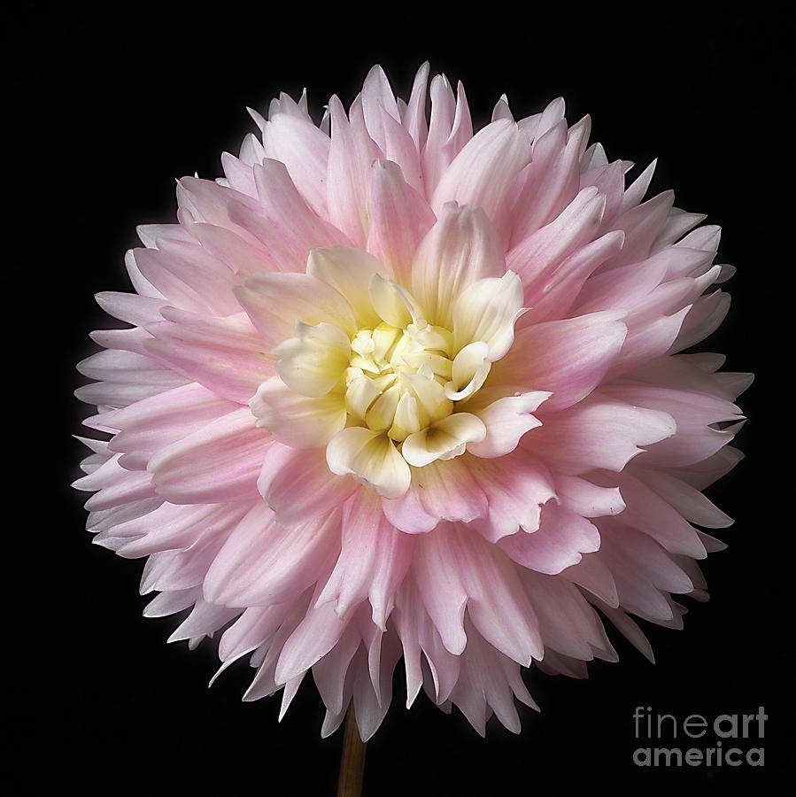 Dahlia Chilsons Pride Photograph by Ann Jacobson