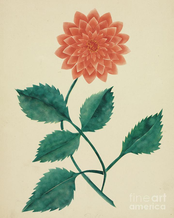 Dahlia. Creator Mary Altha Nims American Drawing by Heritage Images