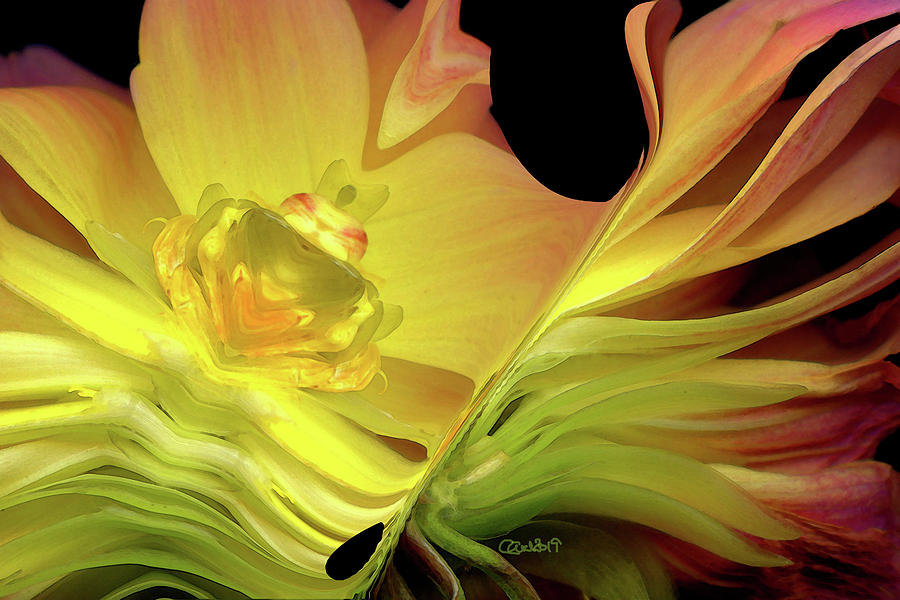 Dahlia Dare by Carel Schmidlkofer Dahlia Dare by Carel Schmidlkofer