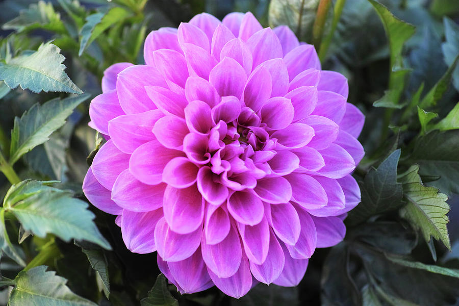 A Dahlia to Delight Photograph by Jane Loomis - Fine Art America