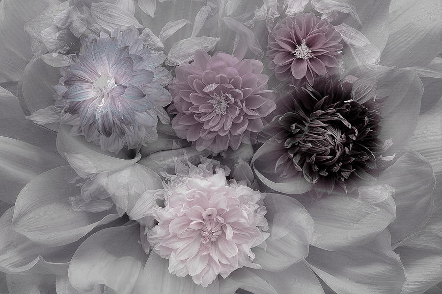 Flower Photograph - Dahlia Dream by Inge Schuster