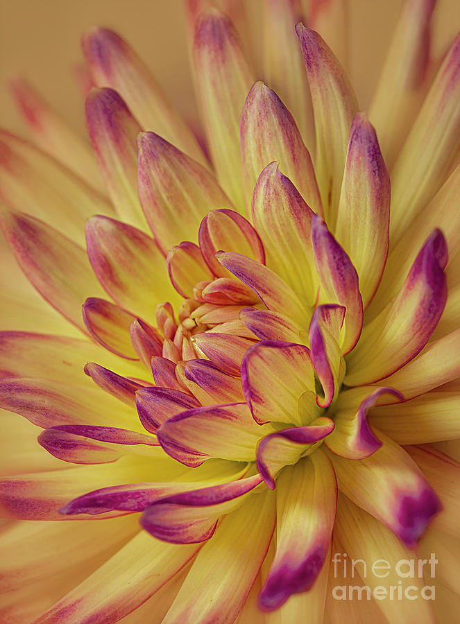 Dahlia Dreams Photograph by Sherry Butts - Fine Art America