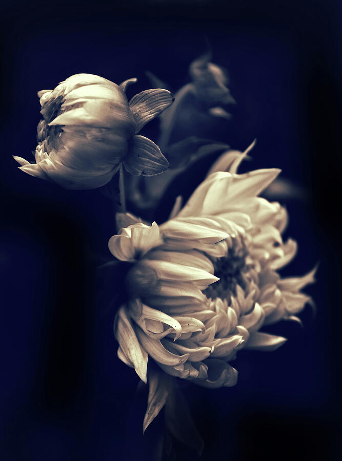 Flower Photograph - Dahlia Duet by Jessica Jenney Flower Photograph - Dahlia Duet by Jessica Jenney