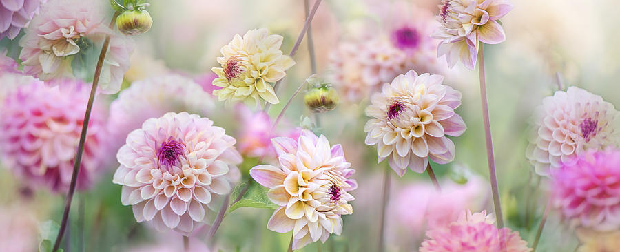 Flower Photograph - Dahlia Field by Jacky Parker